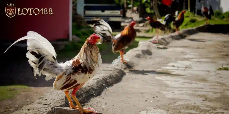 Giải đáp gà màu gì đá hay nhất & cách chọn gà chiến bất bại Chọn trận đá gà hàng đầu