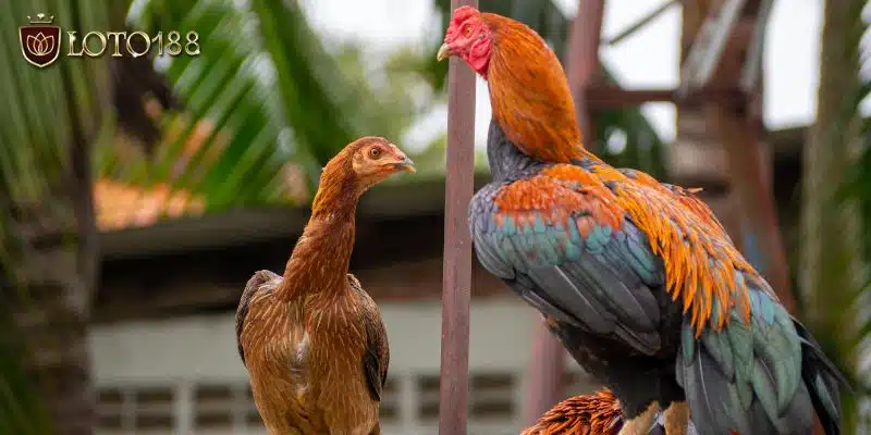 Giải đáp gà màu gì đá hay nhất & cách chọn gà chiến bất bại Gà lông ngũ sắc