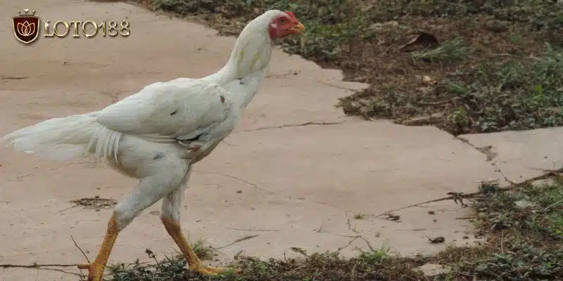 Giải đáp gà màu gì đá hay nhất & cách chọn gà chiến bất bại Gà nhạn có màu lông ra sao