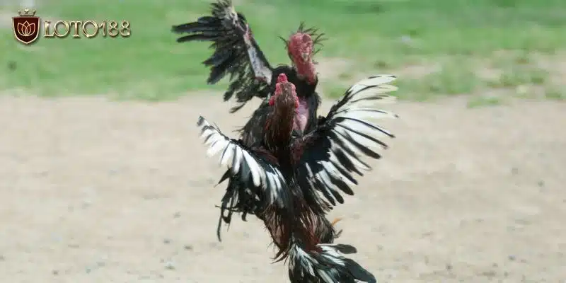 What is cockfighting with iron spurs? The best way to fight cocks Xem đá gà cựa sắt mãn nhãn với Loto188